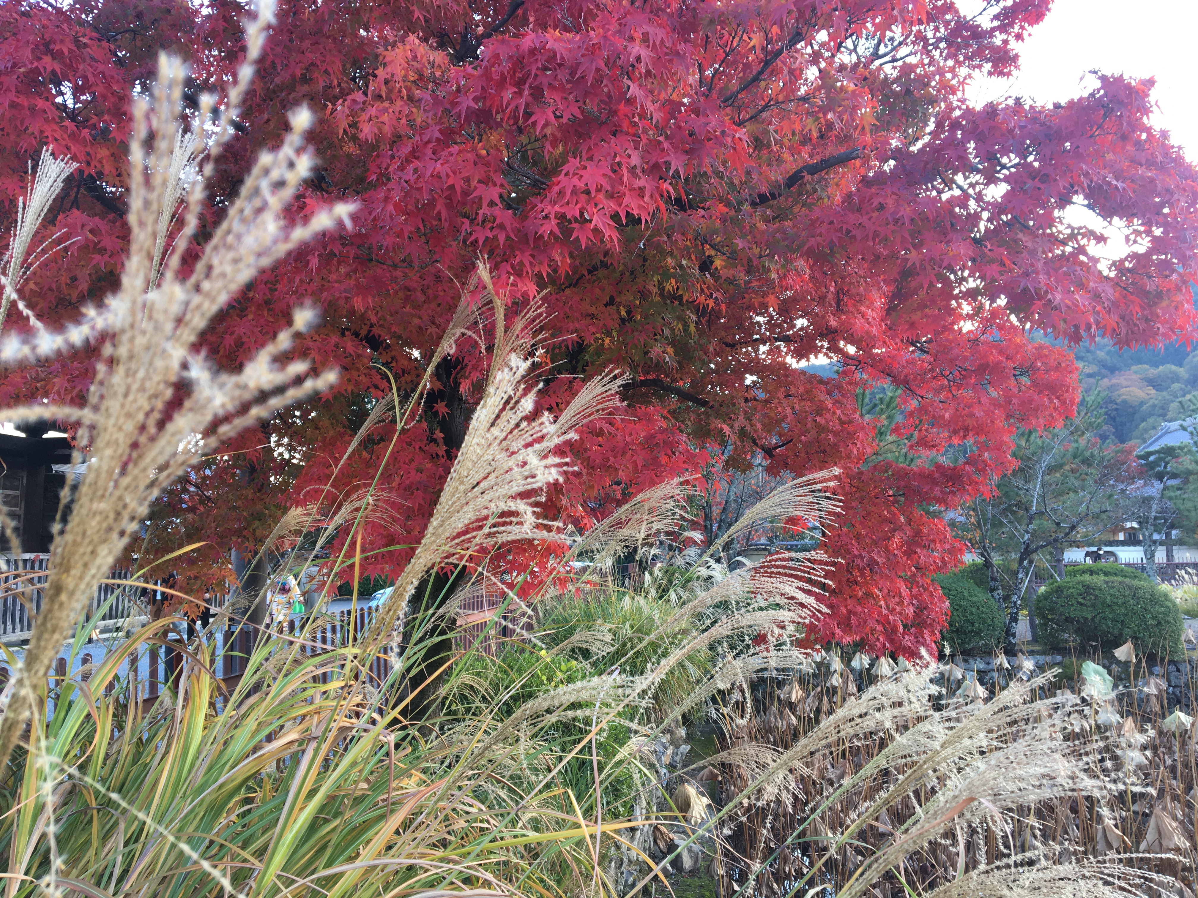 嵐山の紅葉とススキ
